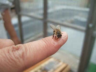 2008_0512bee0016