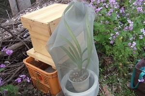 2009_0413asaichi0010
