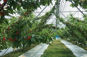 2009_0628iwate0088