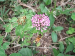2009_0904honeywalk0026