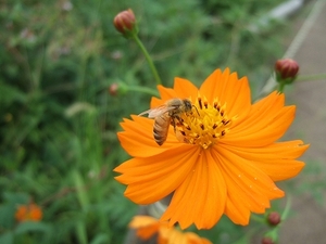 2009_0904honeywalk0035