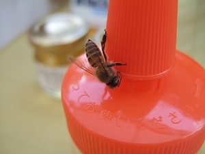 2009_1004asaichi0079