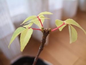 2009_1214beebeetree0002