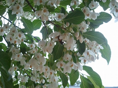 2011-05-22 13.52.56.jpg