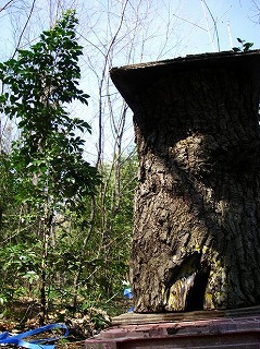 45018975_4176213345.jpg