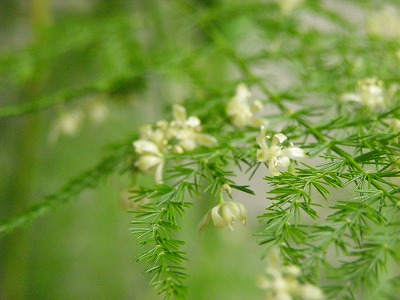 Asparagus2.jpg