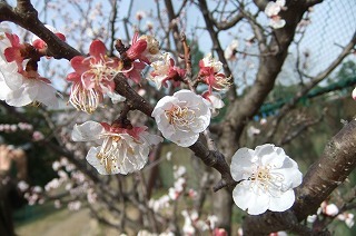 DSCF0070.jpg