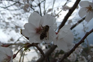 DSCF0372.jpg