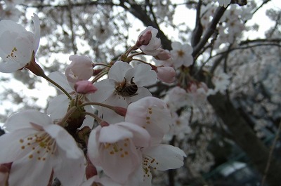 DSCF0378.jpg
