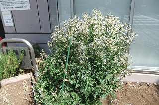 DSCF0592.jpg