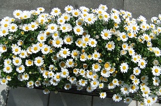 DSCF0595.jpg