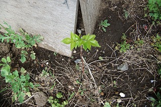 DSCF0599.jpg