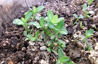 DSCF0687.jpg