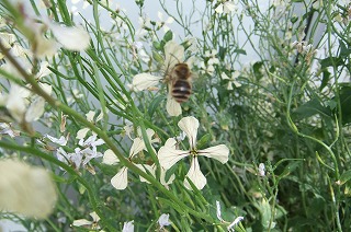 DSCF1100.jpg