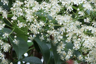 DSCF1364.jpg