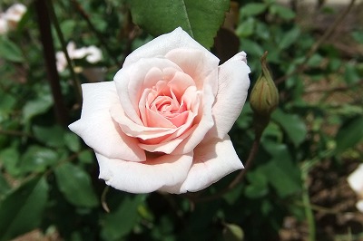 DSCF1430.jpg