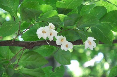DSCF1568.jpg