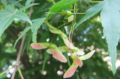 DSCF1700.jpg