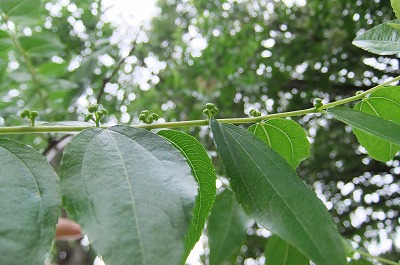DSCF2010.jpg