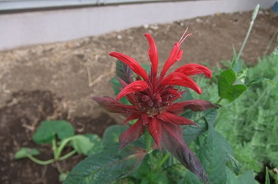 DSCF2045.jpg