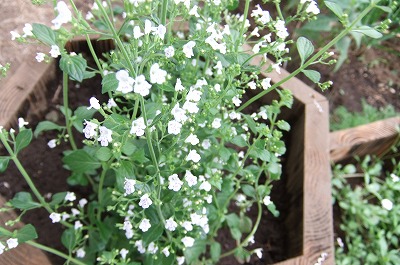 DSCF2053.jpg