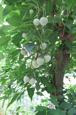 DSCF2158.jpg