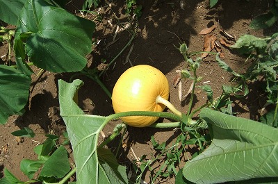DSCF2506.jpg