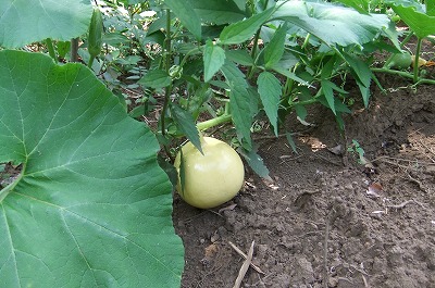 DSCF2507.jpg