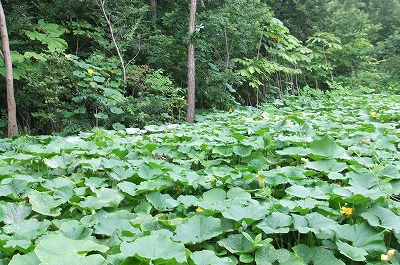 DSCF2639.jpg
