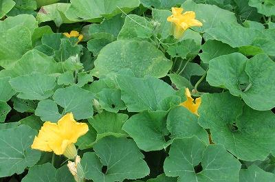 DSCF2642.jpg