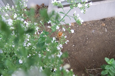 DSCF2699.jpg