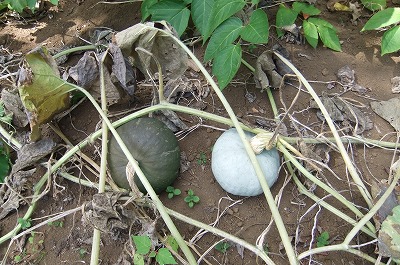 DSCF3333.jpg