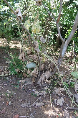 DSCF3337.jpg