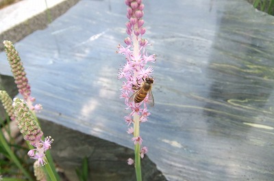 DSCF3798.jpg