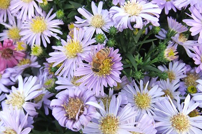 DSCF3802.jpg