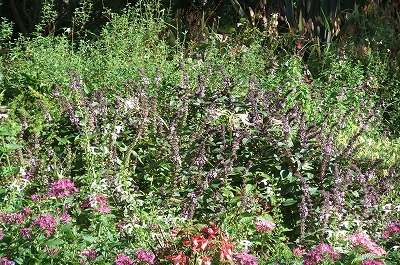 DSCF3897.jpg