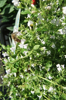 DSCF3905.jpg