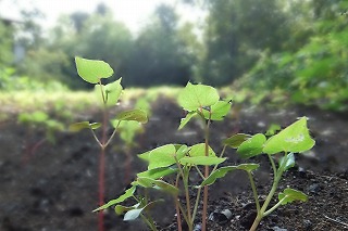 DSCF4021.jpg
