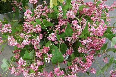DSCF4089.jpg