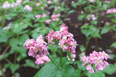 DSCF4157.jpg