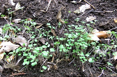 DSCF4161.jpg
