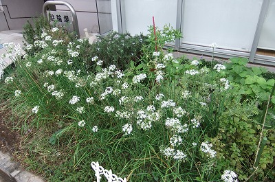 DSCF4213.jpg