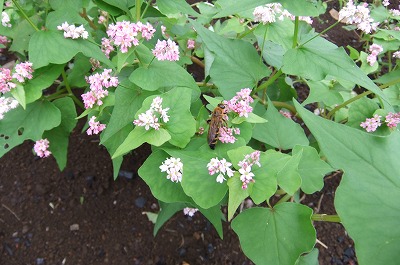 DSCF4247.jpg