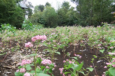 DSCF4267.jpg