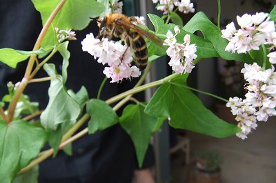 DSCF4283.jpg