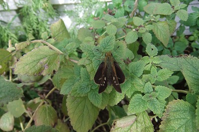DSCF4409.jpg