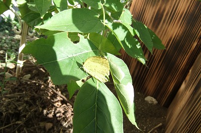 DSCF4437.jpg