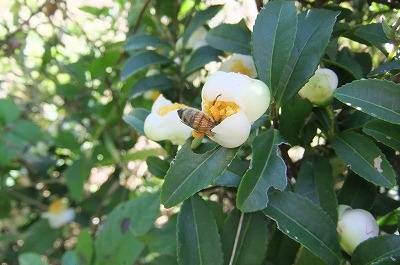 DSCF4517.jpg