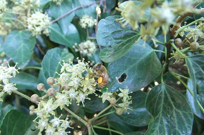 DSCF4527.jpg