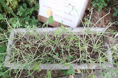 DSCF4577.jpg